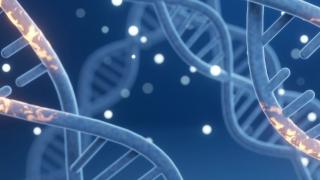 Genomic DNA molecular structure