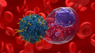 CAR T cell therapy image of one cell attacking another