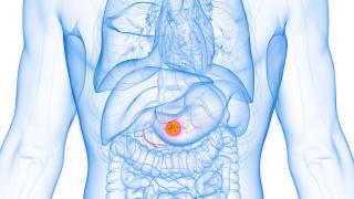 Illustration of internal organs highlighting the pancreas
