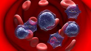Close up image of leukemia cells
