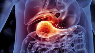 Illustration of internal organs highlighting the pancreas