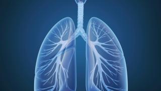 lungs