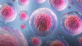 Cancer cells as shown under a microscope