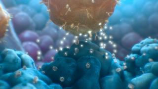 CAR T Cell Killing Tumor Cell