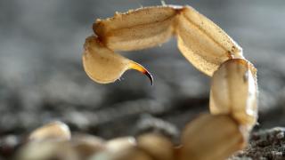 Scorpion Venom for Brain Cancer | City of Hope