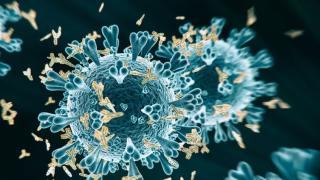 Antibody opsonization of coronavirus SARS-CoV-2