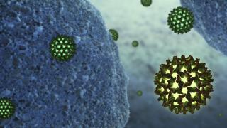 Hepatitis B virus