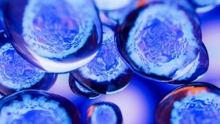 stem cells