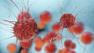 t cells