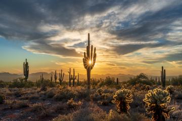 Phoenix sunset over cactus field 