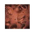 Blood cell Icon